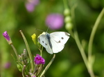 20140805 Butterflies near Llantwit Major beach